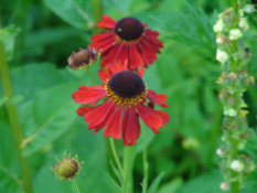 Helenium 'Moerheim Beauty'Zonnekruid bestellen